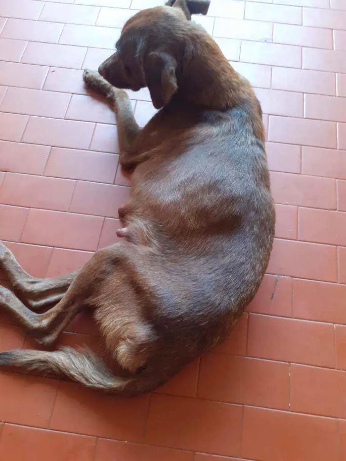 Cachorro raça Não sei  idade 6 ou mais anos nome Não sei 