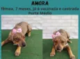 AMORA