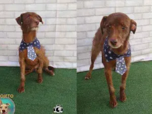 Cachorro raça SRD idade 2 anos nome TOFFEE