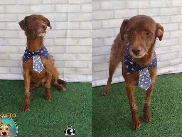 Cachorro ra a SRD idade 2 anos nome TOFFEE