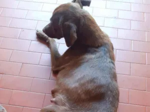 Cachorro raça Não sei  idade 6 ou mais anos nome Não sei 