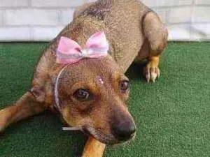 Cachorro raça SRD idade 7 a 11 meses nome AMORA