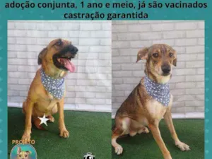 Cachorro raça SRD idade 1 ano nome SANSÃO/ROMEU
