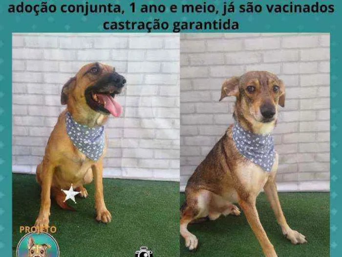 Cachorro ra a SRD idade 1 ano nome SANSÃO/ROMEU
