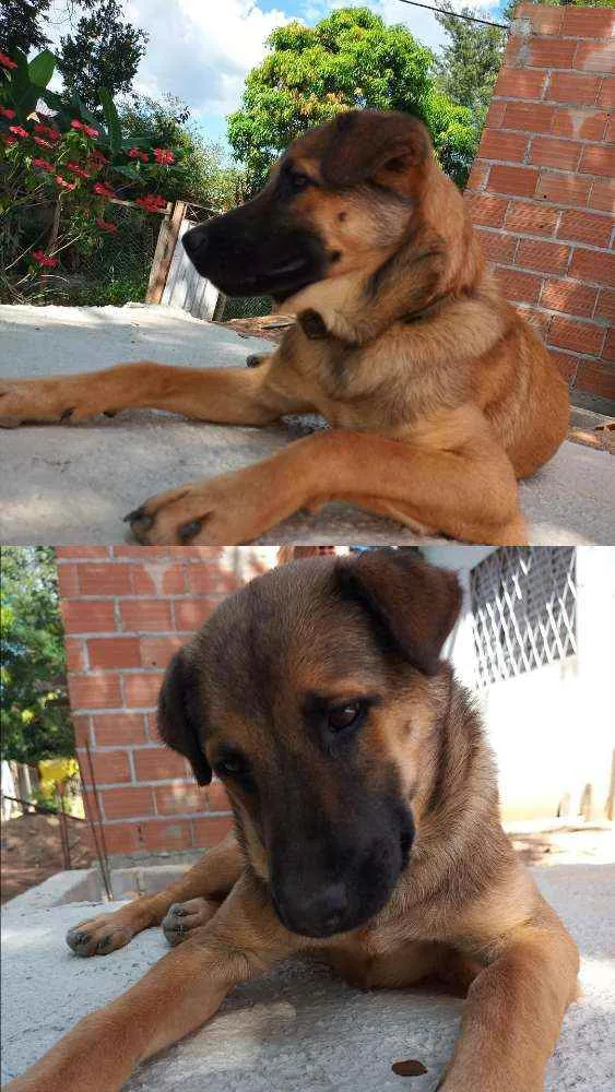 Cachorro raça Pastor Alemão com Vira-lata idade 7 a 11 meses nome Lion