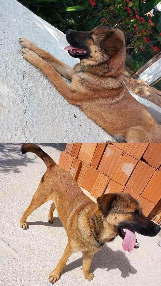 Cachorro raça Pastor Alemão com Vira-lata idade 7 a 11 meses nome Lion