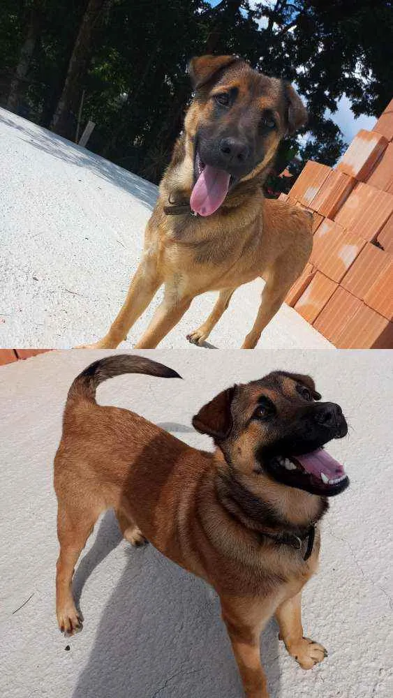 Cachorro raça Pastor Alemão com Vira-lata idade 7 a 11 meses nome Lion