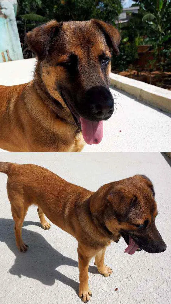 Cachorro raça Pastor Alemão com Vira-lata idade 7 a 11 meses nome Lion