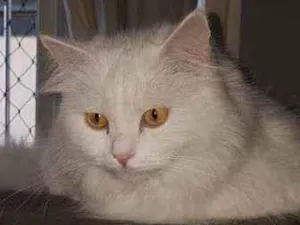 Gato raça sem raça definida idade 2 anos nome Phelps