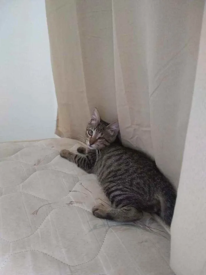 Gato ra a Indefinida  idade 2 a 6 meses nome Sem nomes