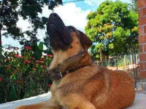 Cachorro raça Pastor Alemão com Vira-lata idade 7 a 11 meses nome Lion