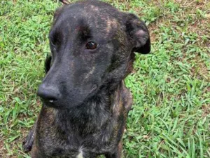 Cachorro raça SRD  idade 7 a 11 meses nome Chiquinho 