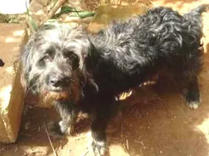 Cachorro raça SRD-ViraLata idade 1 ano nome Fred