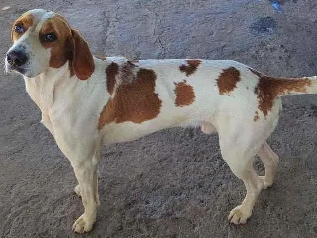 Cachorro ra a Foxhound-americano idade 5 anos nome Sabonete