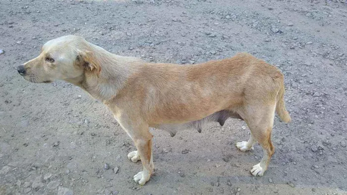 Cachorro ra a srd idade 2 anos nome Ruiva