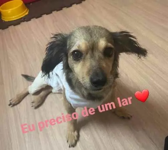 Cachorro raça SRD  idade 5 anos nome Aretha 
