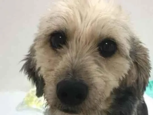 Cachorro raça SRD  idade 4 anos nome Pitica 