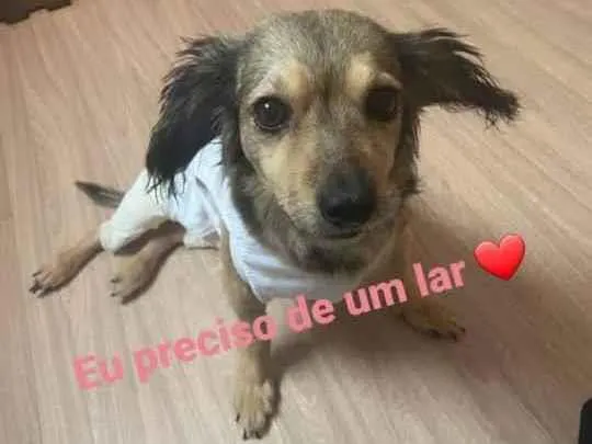 Cachorro raça SRD  idade 5 anos nome Aretha 