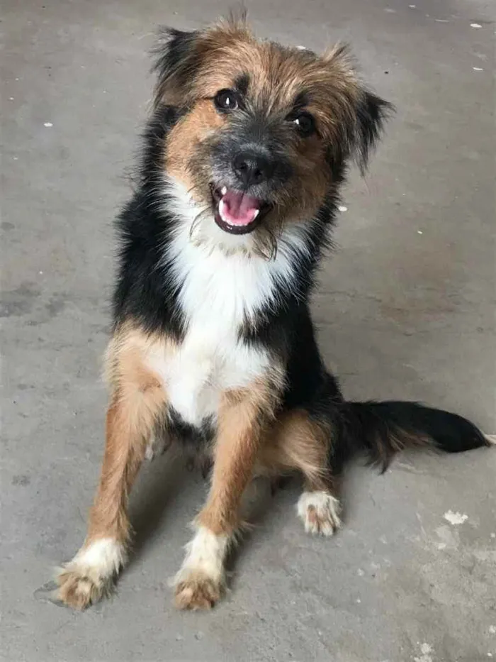 Cachorro ra a Poodle com vira lata idade 1 ano nome Maya