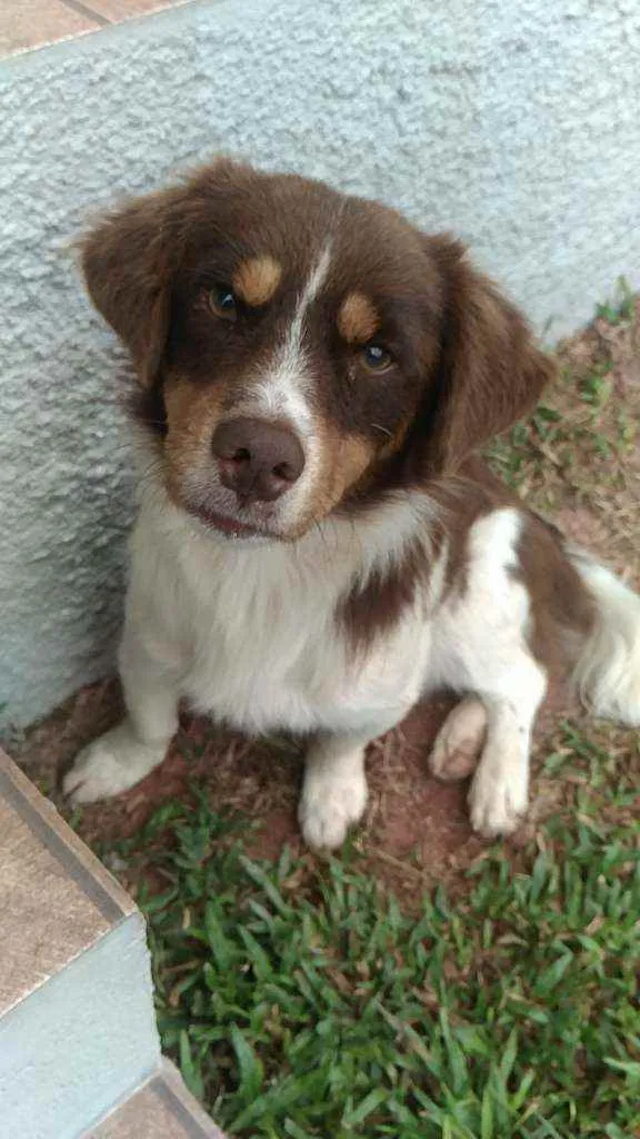 Cachorro ra a Desconhecida  idade  nome Nome desconhecido 