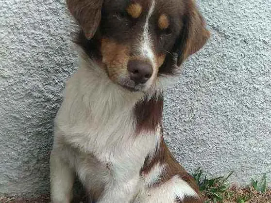 Cachorro ra a Desconhecida  idade  nome Nome desconhecido 