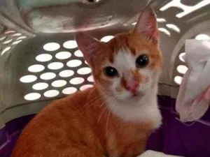 Gato raça Srd idade 7 a 11 meses nome Melody