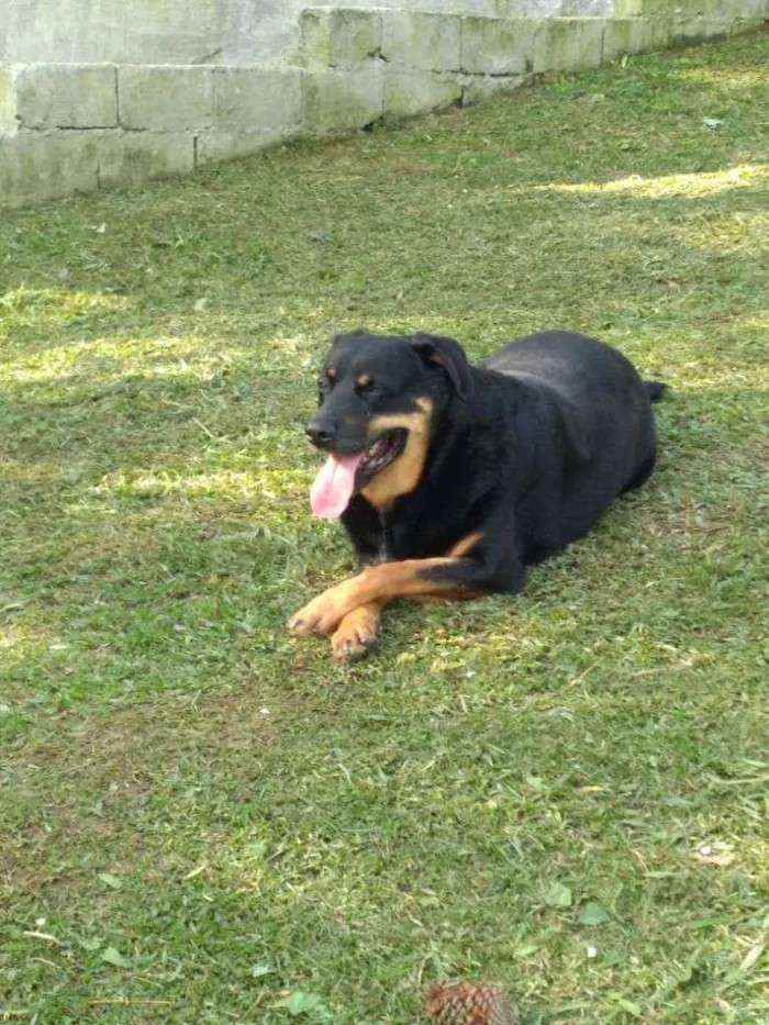 Cachorro raça Rottweler  idade 4 anos nome Wagner 