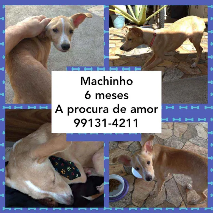 Cachorro ra a Viralata idade 2 a 6 meses nome Pingo