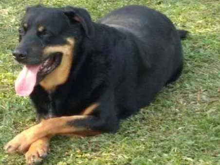 Cachorro raça Rottweler  idade 4 anos nome Wagner 