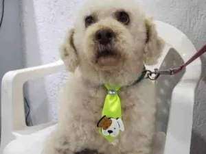 Cachorro raça Podle  idade 6 ou mais anos nome Bartolomeu 