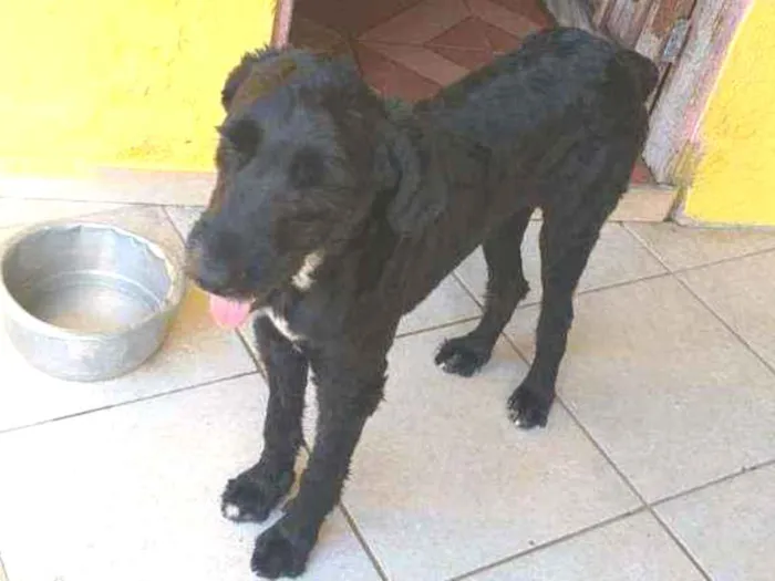 Cachorro raça SRD  idade 2 anos nome Pirata 