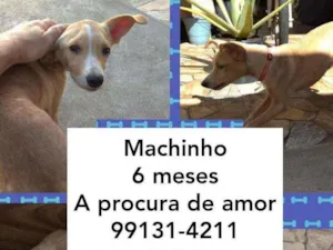 Cachorro raça Viralata idade 2 a 6 meses nome Pingo