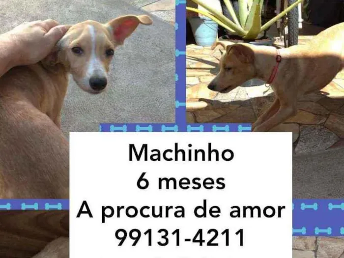 Cachorro ra a Viralata idade 2 a 6 meses nome Pingo