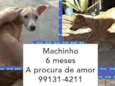Pingo