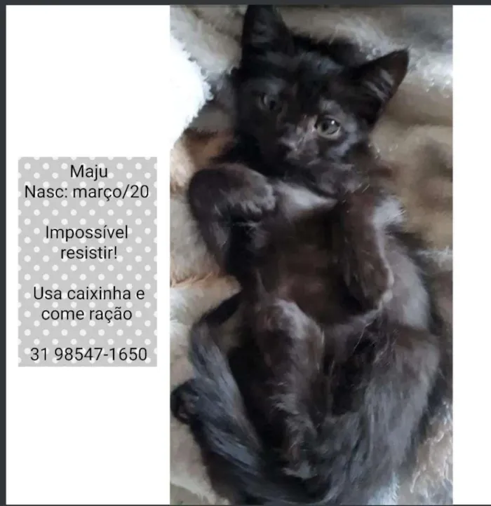 Gato raça SRD idade Abaixo de 2 meses nome MAJU