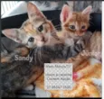 SANDY e JUNIOR