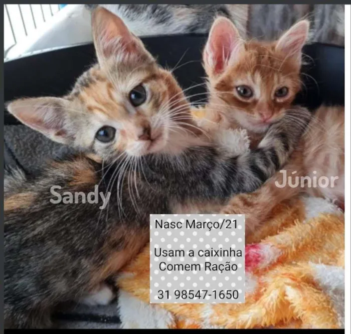 Gato raça SRD idade 2 a 6 meses nome SANDY e JUNIOR