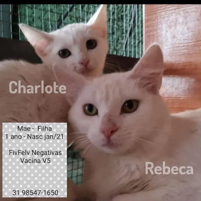 Gato raça SRD idade 1 ano nome Rebeca e Charlote