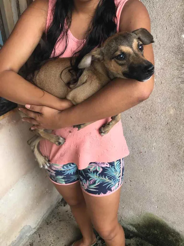 Cachorro raça Srd idade 2 a 6 meses nome Leti