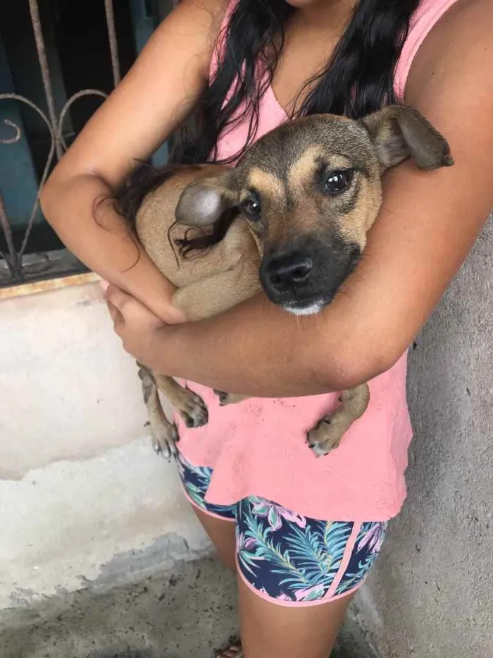 Cachorro raça Srd idade 2 a 6 meses nome Leti