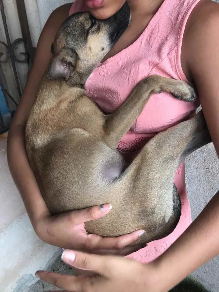 Cachorro raça Srd idade 2 a 6 meses nome Leti