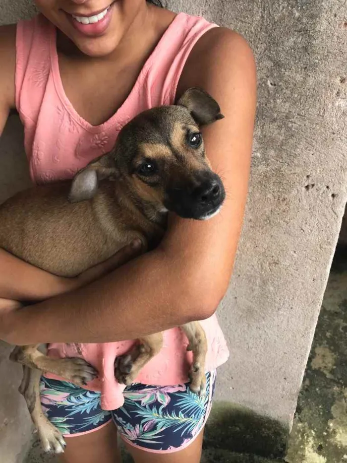 Cachorro raça Srd idade 2 a 6 meses nome Leti
