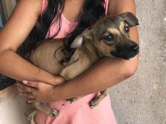 Cachorro raça Srd idade 2 a 6 meses nome Leti