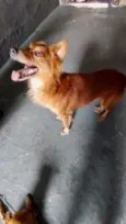 Cachorro raça Srd idade 7 a 11 meses nome Gold lindo demais 