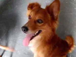 Cachorro raça Srd idade 7 a 11 meses nome Gold lindo demais 