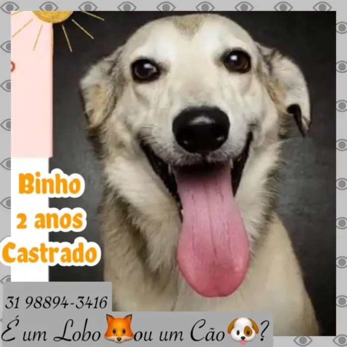 Cachorro raça SRD idade 2 anos nome BINHO