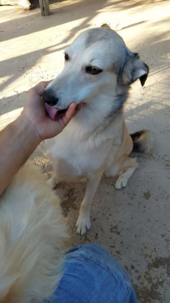 Cachorro raça SRD idade 2 anos nome BINHO
