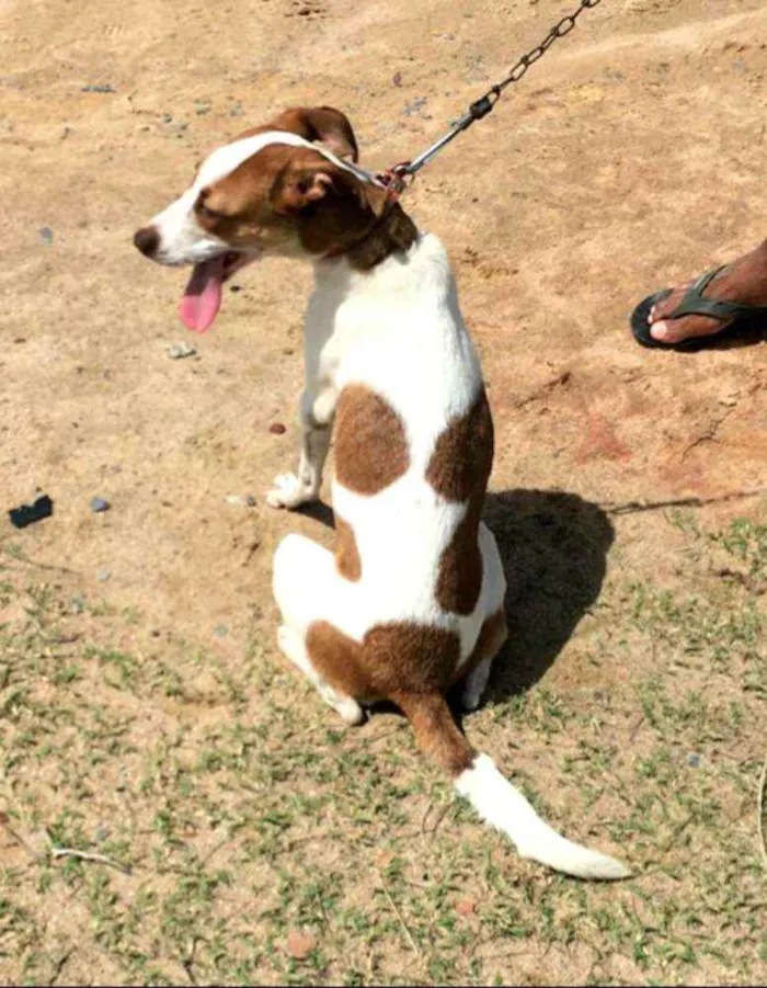 Cachorro ra a SRD idade 7 a 11 meses nome * JULIETTE *