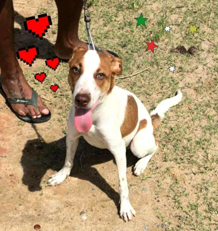 Cachorro ra a SRD idade 7 a 11 meses nome * JULIETTE *