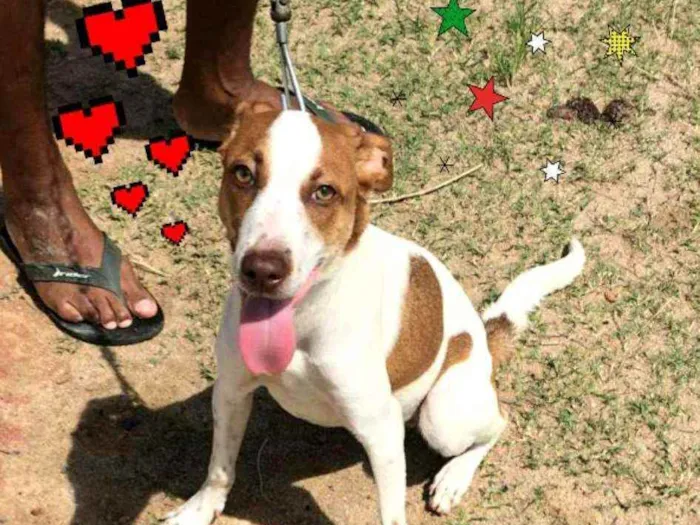 Cachorro ra a SRD idade 7 a 11 meses nome * JULIETTE *